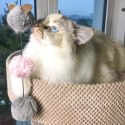 DINGO Wędka dla kota - pompony 45+28cm