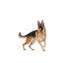ROYAL CANIN BHN German Sh Ad - sucha karma dla psa dorosłego - 11 kg