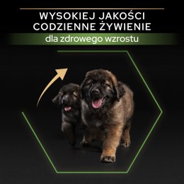 PURINA PRO PLAN Large Robust Puppy z formułą OPTISTART - sucha karma dla szczeniąt - 12 kg