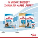 ROYAL CANIN SHN Maxi Starter Mother & Babydog - sucha karma dla psa - 4 kg