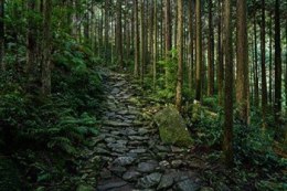 Obiektywy - Sony 24-105 mm f/4 G OSS mocowanie typu E (SEL24105G.SYX)