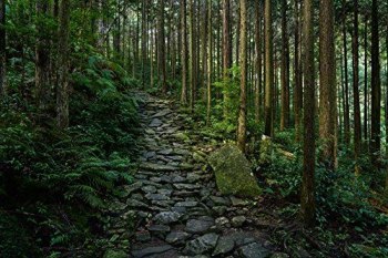 Obiektywy - Sony 24-105 mm f/4 G OSS mocowanie typu E (SEL24105G.SYX)